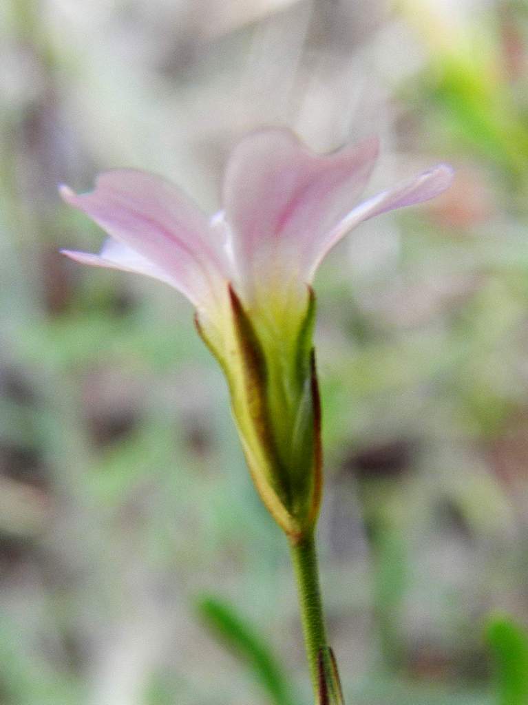 Spergularia sp. ? No, Petrorhagia saxifraga